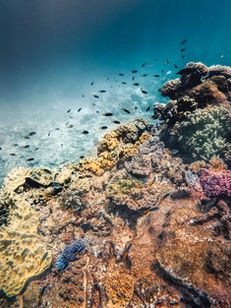 Exploring The Great Barrier Reef; Cairns