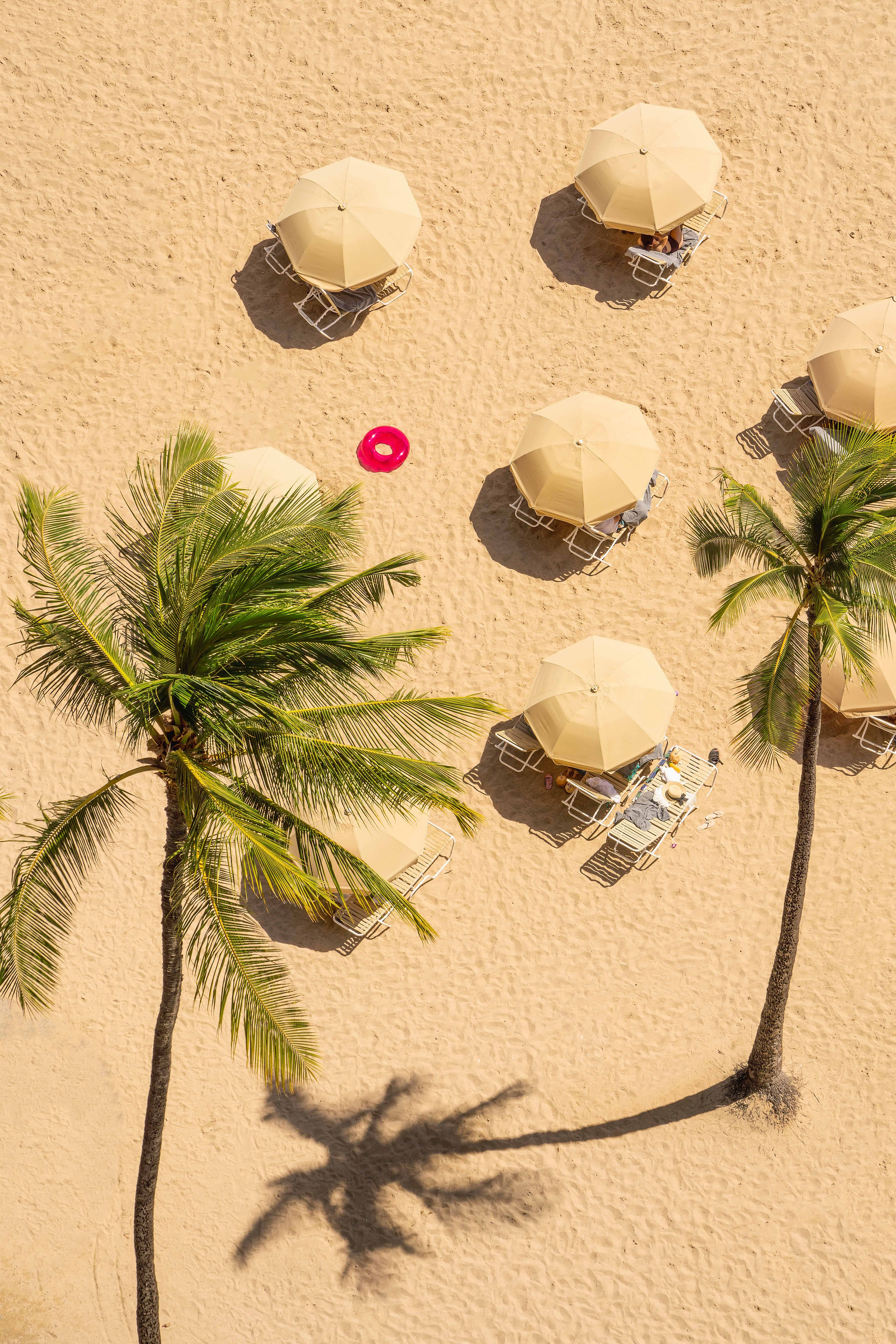 sun bathers with chairs and umbrella under palm trees