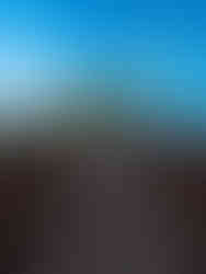 cluster of isolated palm trees standing above a large field of black lava rock