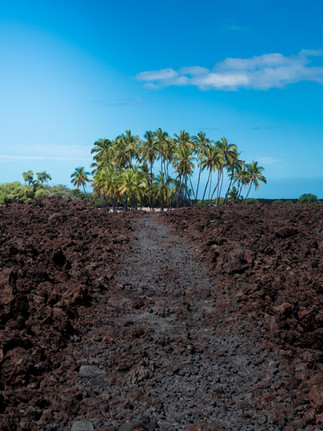 cluster of isolated palm trees standing above a large field of black lava rock