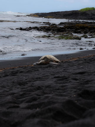 large Hawaiian sea turtle lays in the black sand beaches along the coast of the Big Island