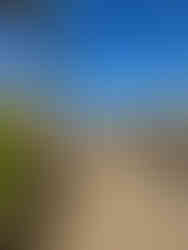 paved pathway in-between flowers and a glass guardail with palm trees and desert mountains in the background