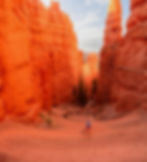 Narrow corridor of steep orange walls framing skyward pines in the Wall Street Section as adventurers walk down the serpentine path
