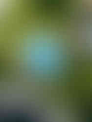 aerial view looking down at the oval pool surrounded by white pool chairs and umbrellas and lush green landscaping