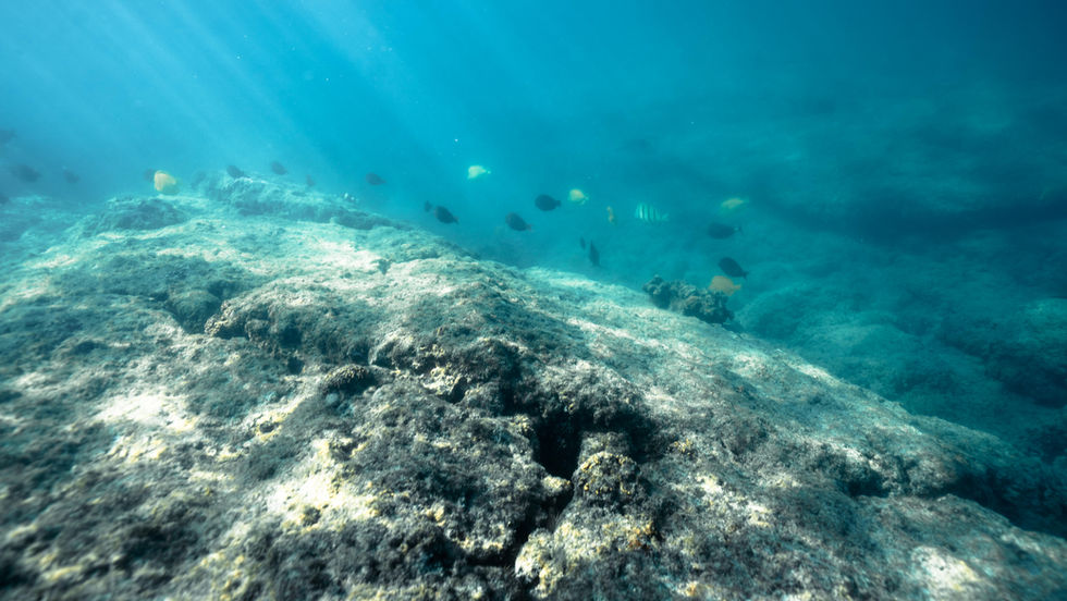 underwater marine life with fish and turtles as seen from the waters