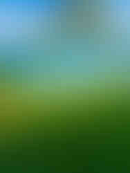 man standing alone on a white sand beach framed by palm trees, lush green landscaping and blue vibrant ocean waters