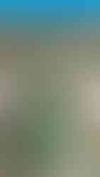 aerial view of the ritz Carlton Rancho Mirage adult only pool surrounded by the hotel tower, grass, and palm trees with large mountains in the background