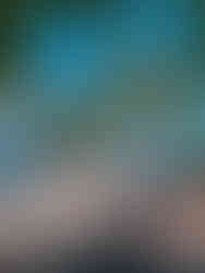 a white sand beach with black lava rock and palm trees emerges from a view through the vegetation and leaves