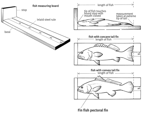 FishMeasuringBoard-lindr.gif