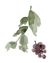 Design Elements-07.png