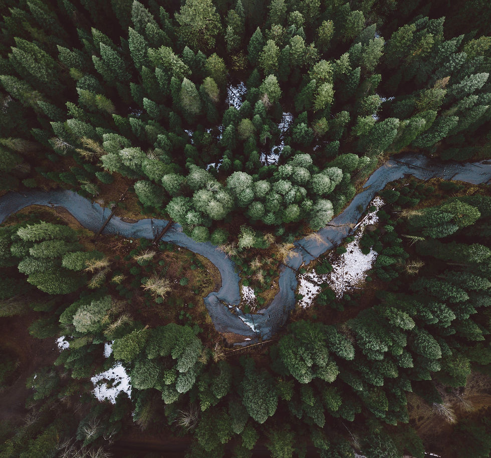 Forest Road Aerial