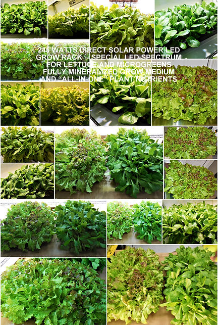 LETTUCE-ALL-IN-ONE-NUTRIENTS-AND-GROW-ME