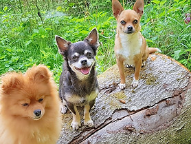 Hundepension Weilburg