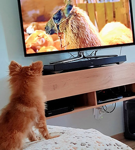 Hundefreude
