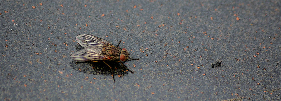 Fly & Ant