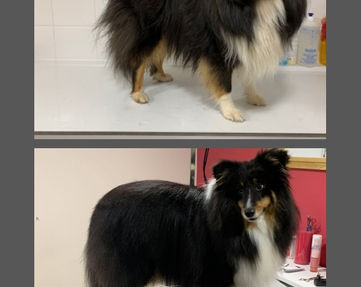 preview_ff930698f9029bffaf1f024a1268ae7a_collage (3).jpg