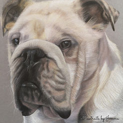 Bulldog Pet Portrait