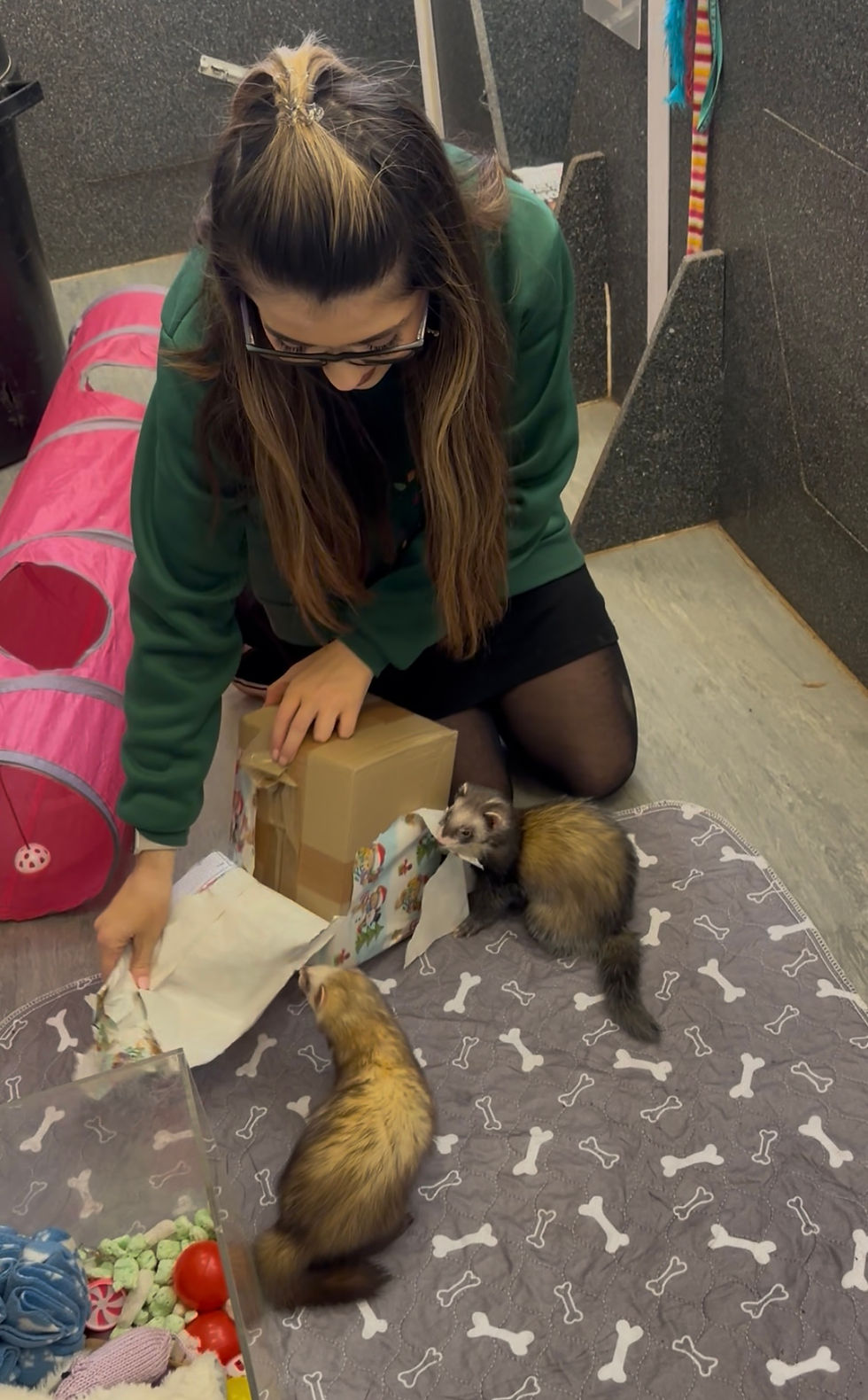 Christmas Shoebox Giving - RSPCA Little Valley