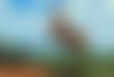 Aflevering 25: De Jackalope