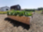 Community Garden 2