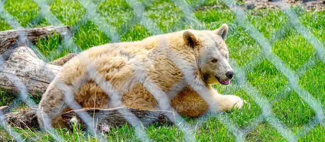 ブラックベア(スピリットベア)