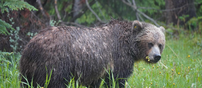 6月27日 ロッキー1日観光