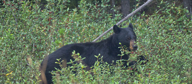 8月16日+17日 カルガリー発 専用車ツアー