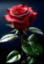 WhatsApp Image 2025-03-01 at 11.59.42 AM.jpeg