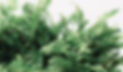 green leaves under white sky during daytime_edited.jpg