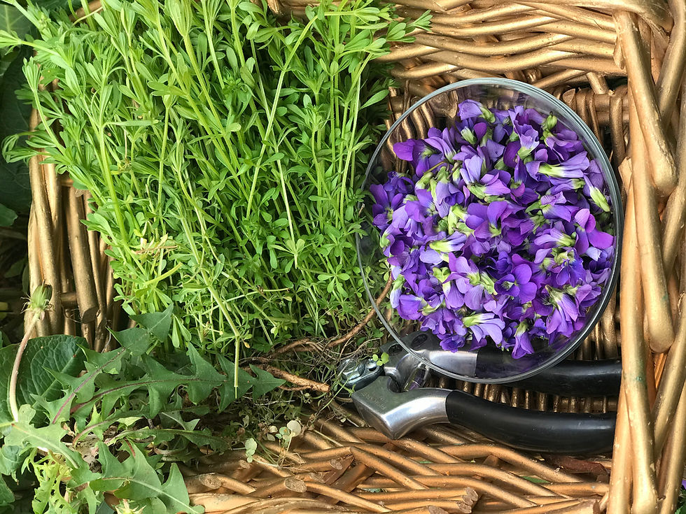 Spring companions of renewal; Cleavers, Dandelion, and Violet.