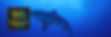 Button-Bild_Hayfish.jpg
