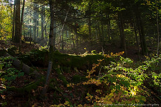 L'histoire de la Terre en 4.6 km