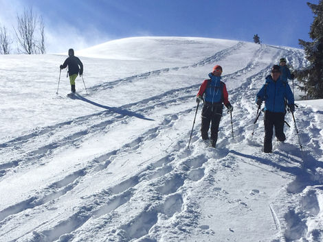 Through forests and meadows covered by snow, tracking wildlife