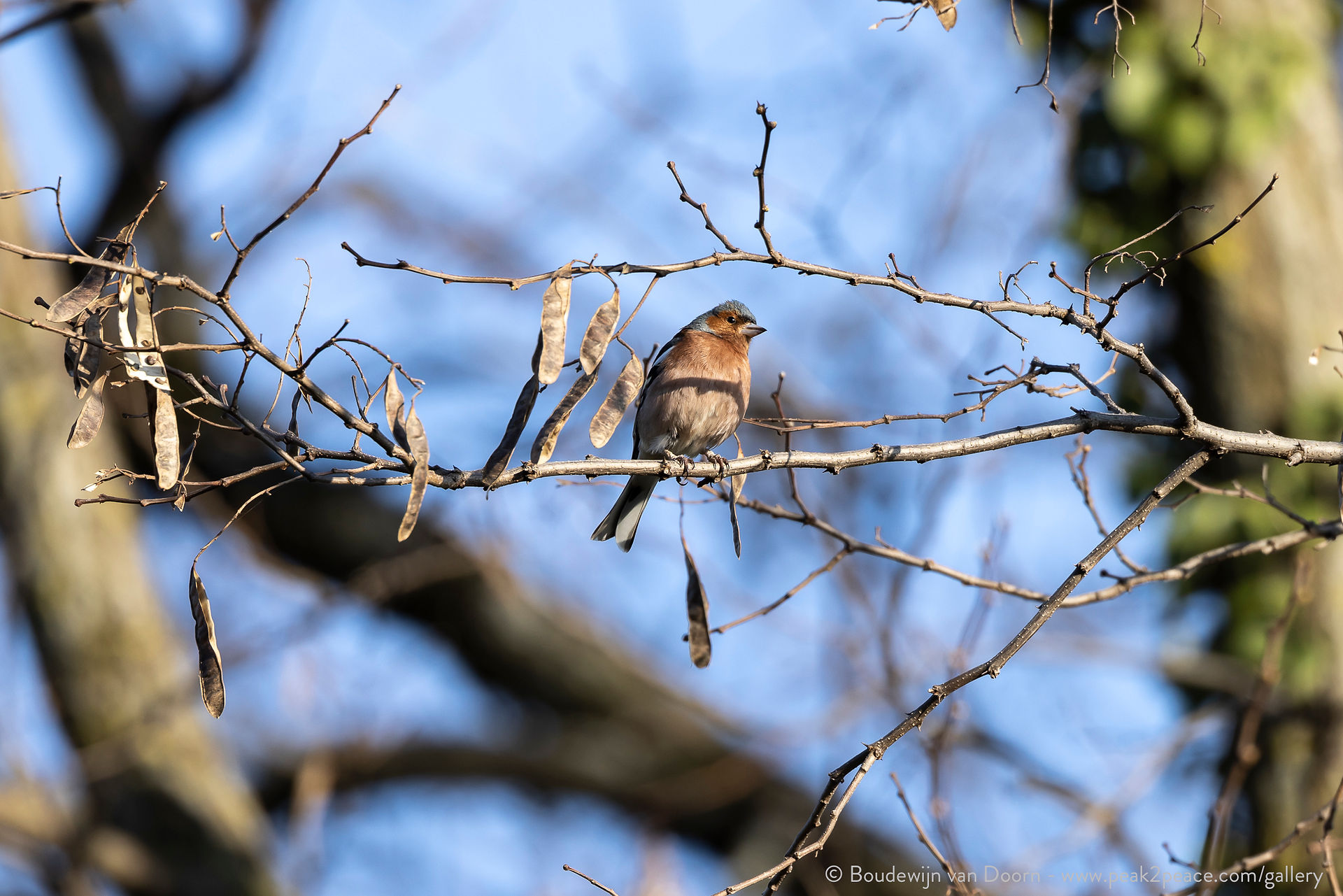 Chaffinch / Pinson des arbres