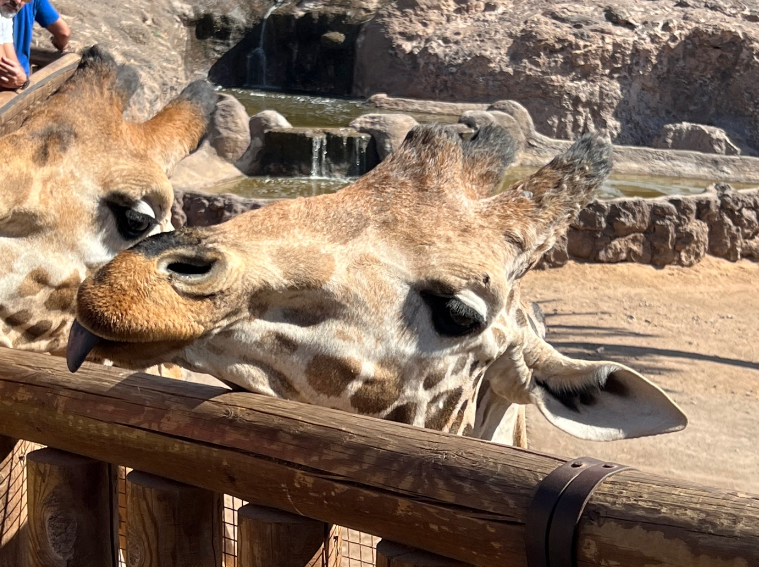 Jammer van de Capibara's