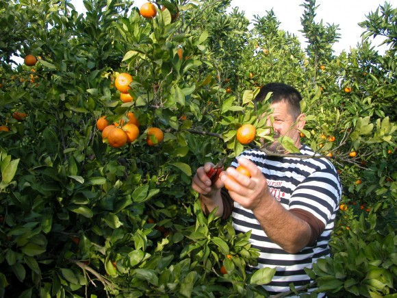What to do on an island? Lots! Local experiences are so fruitful as this orange tree. Let me tell you about them!