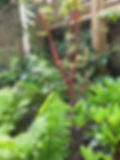 planting 1.1.jpg
