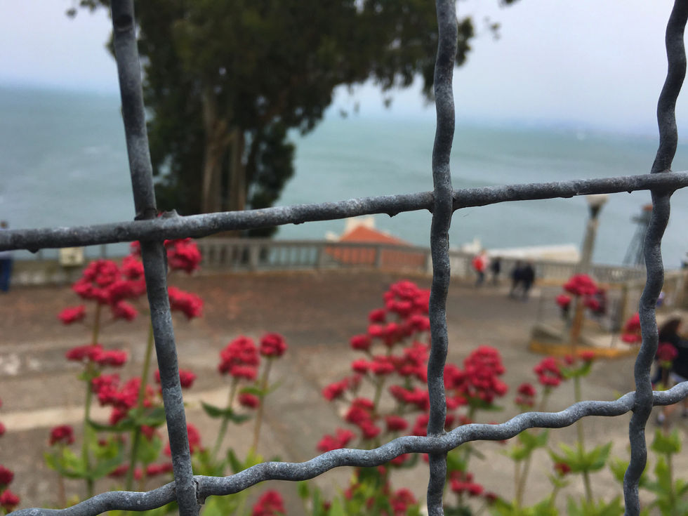 red flowers outside metal fence