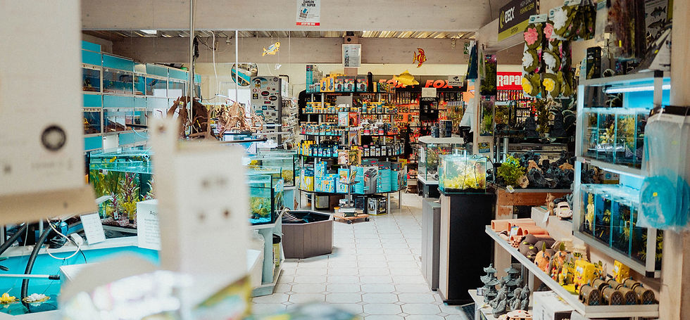 Unser Laden. Eine Übersicht über einen großen Bereich mit vielen Aquarien und passendem Zubehör