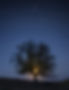 Silhouette of tree with moon, and stars