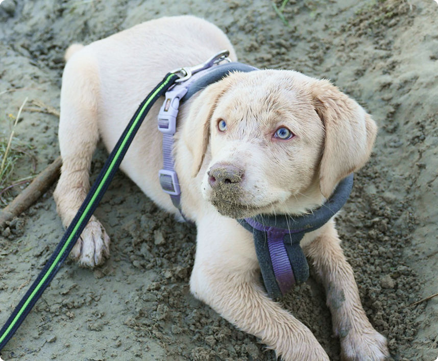 Unsere Labrador Hündin, entspannt im Schlamm liegend