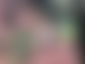 EN PAPALOTLA REALIZAN SANEAMIENTO DEBIDO A LA PLAGA DEL GUSANO DESCORTEZADOR