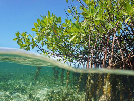 APRUEBA CÁMARA DE DIPUTADOS REFORMAS PARA PROTEGER A LOS ECOSISTEMAS COSTEROS