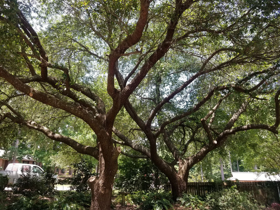 Live Oak Tree Trimming Alexandria