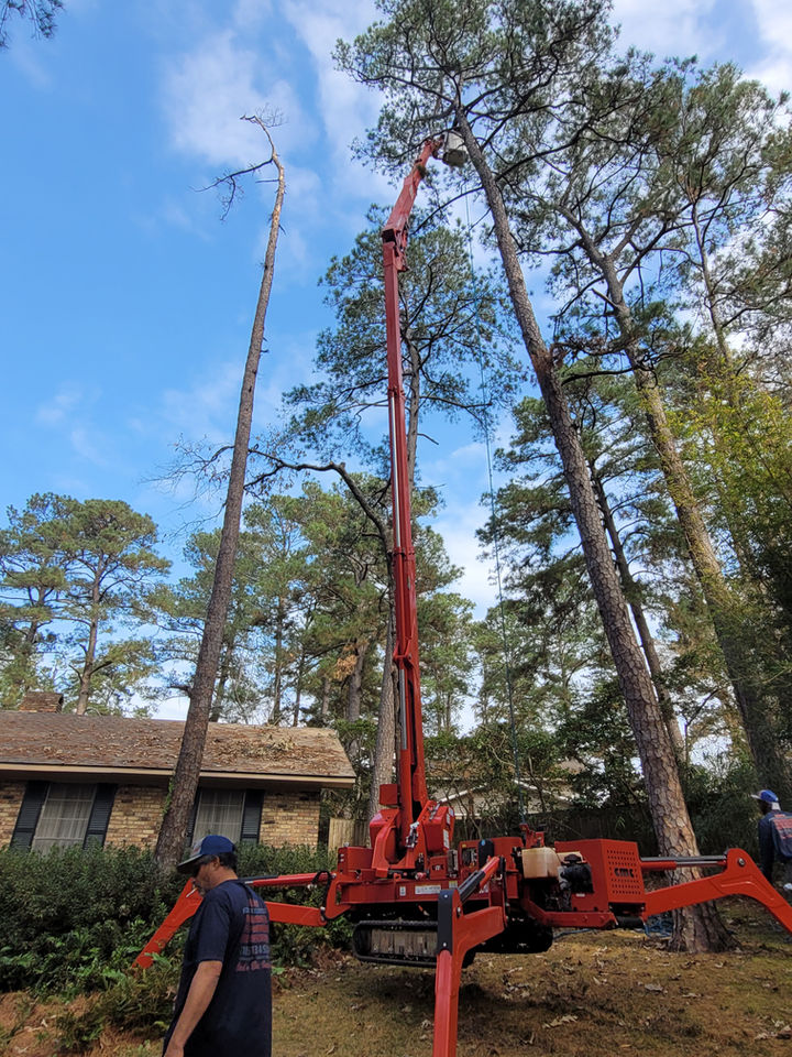 Dead Tree Removal Central Louisiana