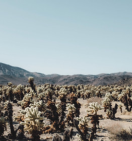 Cactus Field