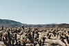 Cactus Field
