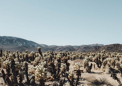 Cactus Field