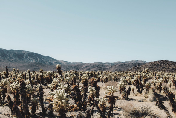Cactus Field