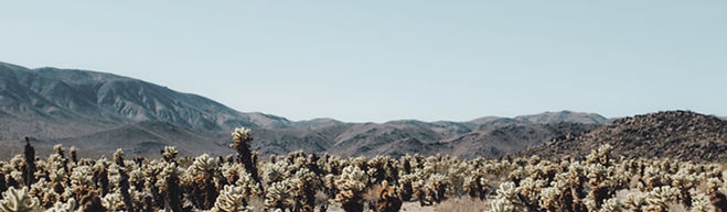 Cactus Field